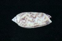 藏品(橙口榧螺)的圖片